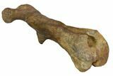 Fossil Hadrosaur (Kritosaurus) Femur - Aguja Formation, Texas #113101-2